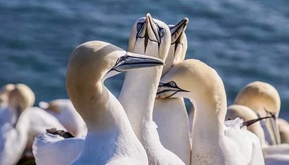 重庆最新公积金卡提取现金方法app方法分析(最方便真实的重庆公积金卡怎样从手机里取出来?方法)