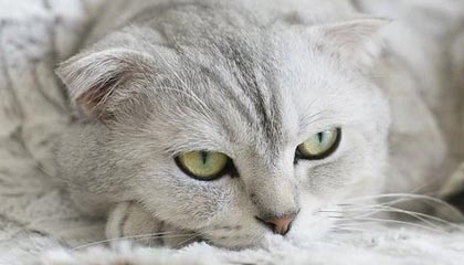 重庆最新公积金卡提取现金操作及规定方法分析(最方便真实的重庆公积金卡提取现金操作及规定是什么方法)