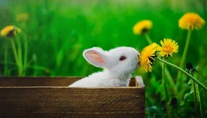 重庆最新公积金卡提取现金方法app方法分析(最方便真实的重庆公积金卡怎样从手机里取出来?方法)